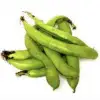 Broad Bean